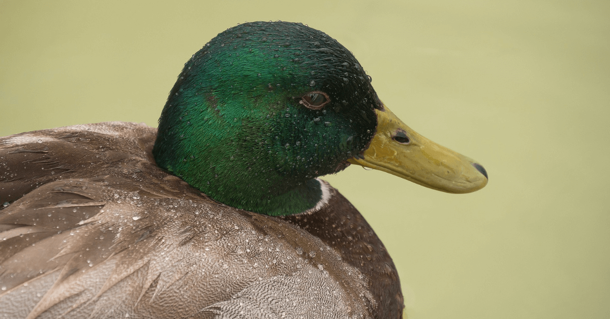 Featured Image for Gear for Duck Hunting in the Rain